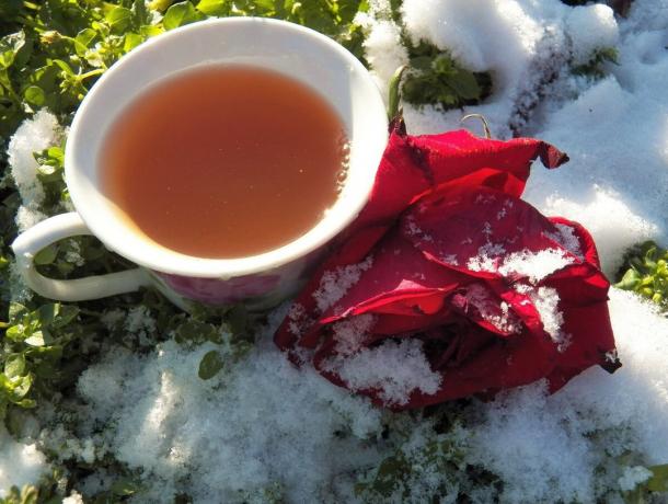 Tee aus Rosenblättern