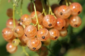 Beeren und Früchte: die eigentlich nützlich sind