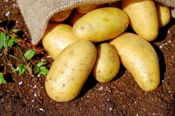 Zuunrecht verleumdet: Zerstreuen der drei Mythen über die Gefahren von Kartoffeln