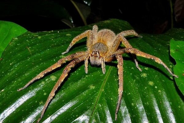 Der Biss selbst kleiner Spinnen kann gefährlich sein (Foto: topcafe.su)