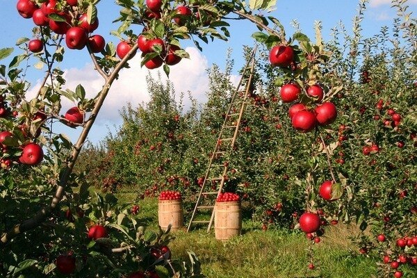 Ein Apfel kann einen schlechten Geruch töten. (Foto: Pixabay.com)