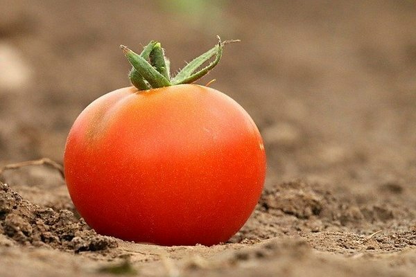 Viele Menschen lagern Tomaten im Kühlschrank. Es stellt sich heraus, dass dies ein Fehler ist (Foto: pixabay.com)