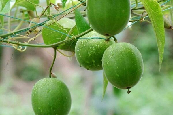 Die Frucht des Buddha wird in seiner Essenz verwendet, Süßstoffe und Medikamente werden auf seiner Basis hergestellt (Foto: pinimg.com)