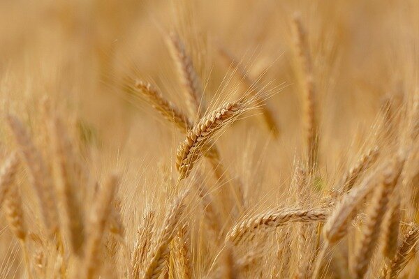 Gluten kommt in vielen Lebensmitteln vor (Foto: Pixabay.com)